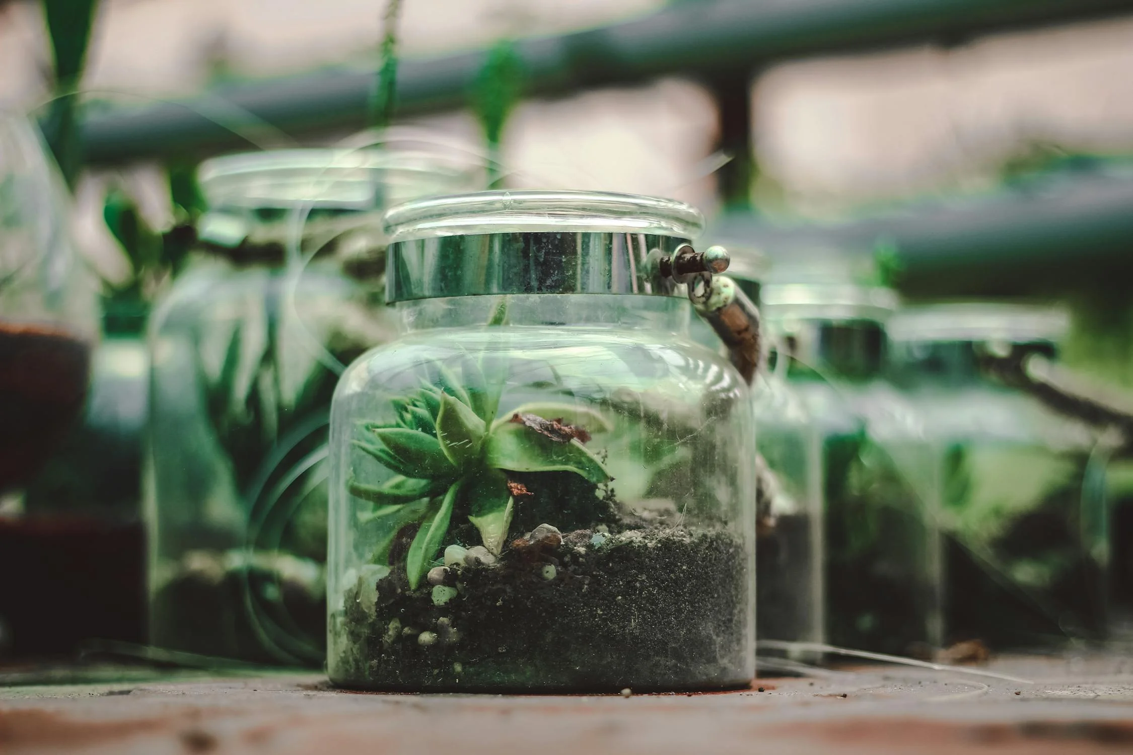 Building Your Terrarium Jar: An Eco-Friendly and Elegant Hobby